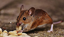 24 Hour & Emergency Exterminators in Gerrardstown, WV